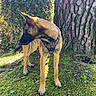 alert, animal, belgian_malinois, brown_fur, canine, daylight, dog, forest_floor, grass, harness, leaf, moss, nature, outdoor, pet, plant, profile_view, sunlight, tree, wildlife