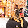écho a rejoint le concours — aidez-le/la à gagner de superbes lots ! dog, blanket, fireplace, christmas_tree, holiday, decorations, gift_box, fur, animal, pet, indoors, warm_lighting, cozy, lounge, ears, face, wood_floor, furniture, plaid, radiator