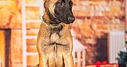 écho participe au concours pour gagner de l'argent avec cette photo : animal, belgian_malinois, black_nose, blanket, brick_wall, christmas, cozy, decorations, dog, ears, fur, gift, holiday, indoor, pet, presents, puppy, sitting, tree, warm_lighting