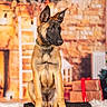 écho participe au concours pour gagner de l'argent avec cette photo : dog, belgian_malinois, puppy, animal, pet, indoor, holiday, christmas, presents, gift, decorations, tree, fur, black_nose, ears, sitting, blanket, warm_lighting, brick_wall, cozy
