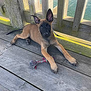 écho participe au concours pour gagner de l'argent avec cette photo : dog, puppy, wooden_dock, water, leash, rope_toy, outdoor, pet, animal, curious, ears, brown_fur, black_muzzle, sunlight, relaxing, playful, nature, wood, daytime, canine
