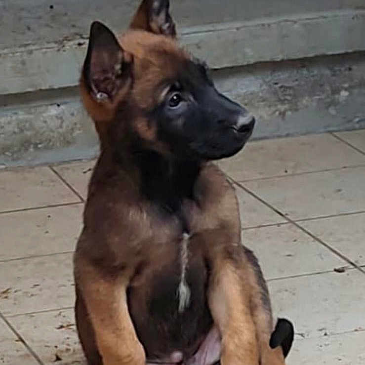 écho a rejoint le concours — aidez-le/la à gagner de superbes lots ! puppy, dog, sitting, tile_floor, steps, ears, brown_fur, black_muzzle, young_dog, outdoor, curious, pet, animal, canine, portrait, looking_away, paw, cute, young, domestic_animal