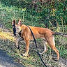 écho participe au concours pour gagner de l'argent avec cette photo : alert, animal, black_muzzle, brown_fur, canine, daytime, dog, ears_up, exploring, grass, greenery, leash, nature, outdoor, path, pet, side_view, sunlight, walking, young_dog