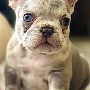 Piper Johns joined the competition — help win amazing prizes! puppy, dog, french_bulldog, close_up, cute, pet, animal, young, ears, floor, wooden_floor, portrait, indoor, small, mammal, fur, face, sitting, looking, curious