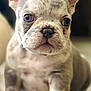 puppy, dog, french_bulldog, close_up, cute, pet, animal, young, ears, floor, wooden_floor, portrait, indoor, small, mammal, fur, face, sitting, looking, curious