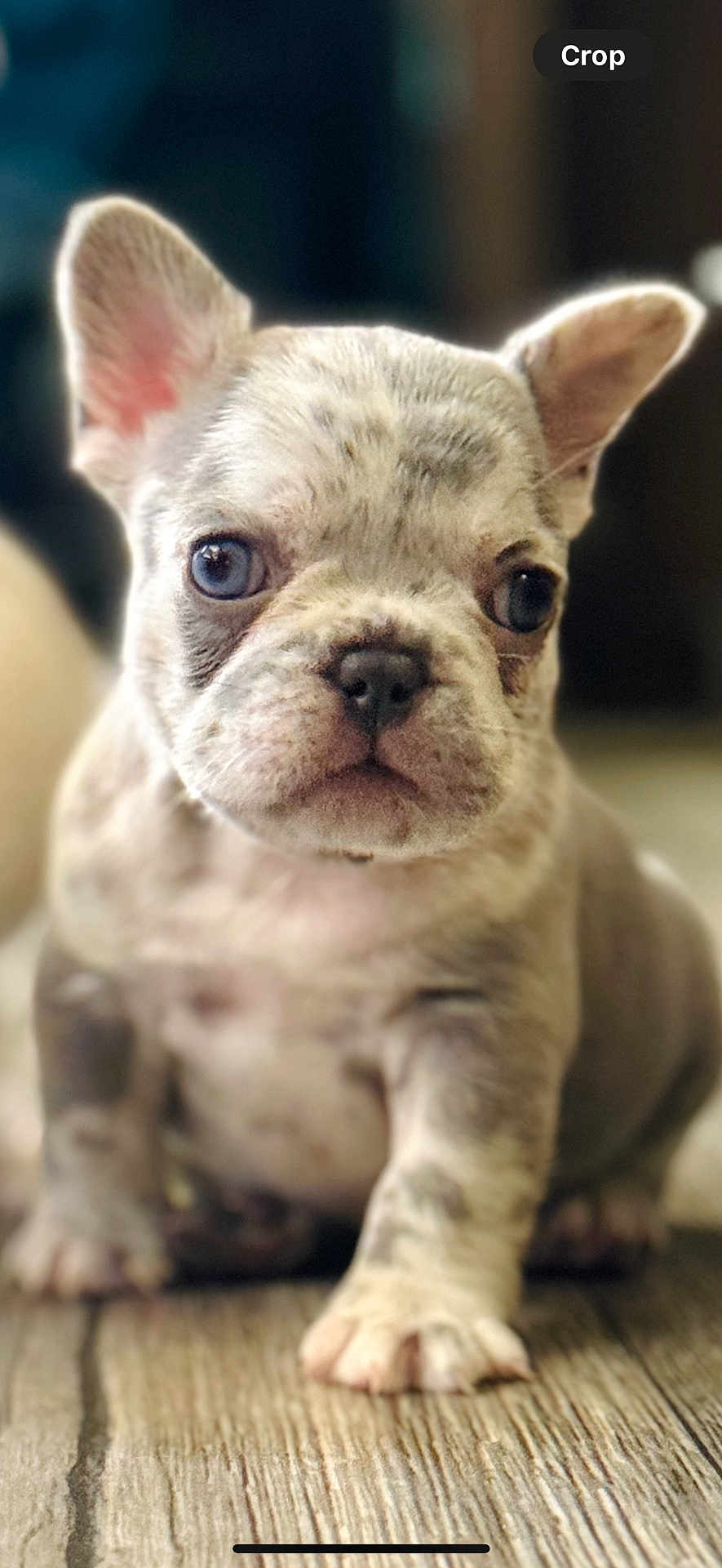 Piper Johns joined the competition — help win amazing prizes! puppy, dog, french_bulldog, close_up, cute, pet, animal, young, ears, floor, wooden_floor, portrait, indoor, small, mammal, fur, face, sitting, looking, curious