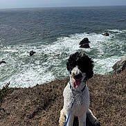 Leo is registered to the contest to win money with this photo: dog, curly_hair, black_and_white, leash, grass, cliff, ocean, waves, rocks, sky, outdoor, pet, canine, tongue_out, sunlight, nature, seaside, water, happy, adventure