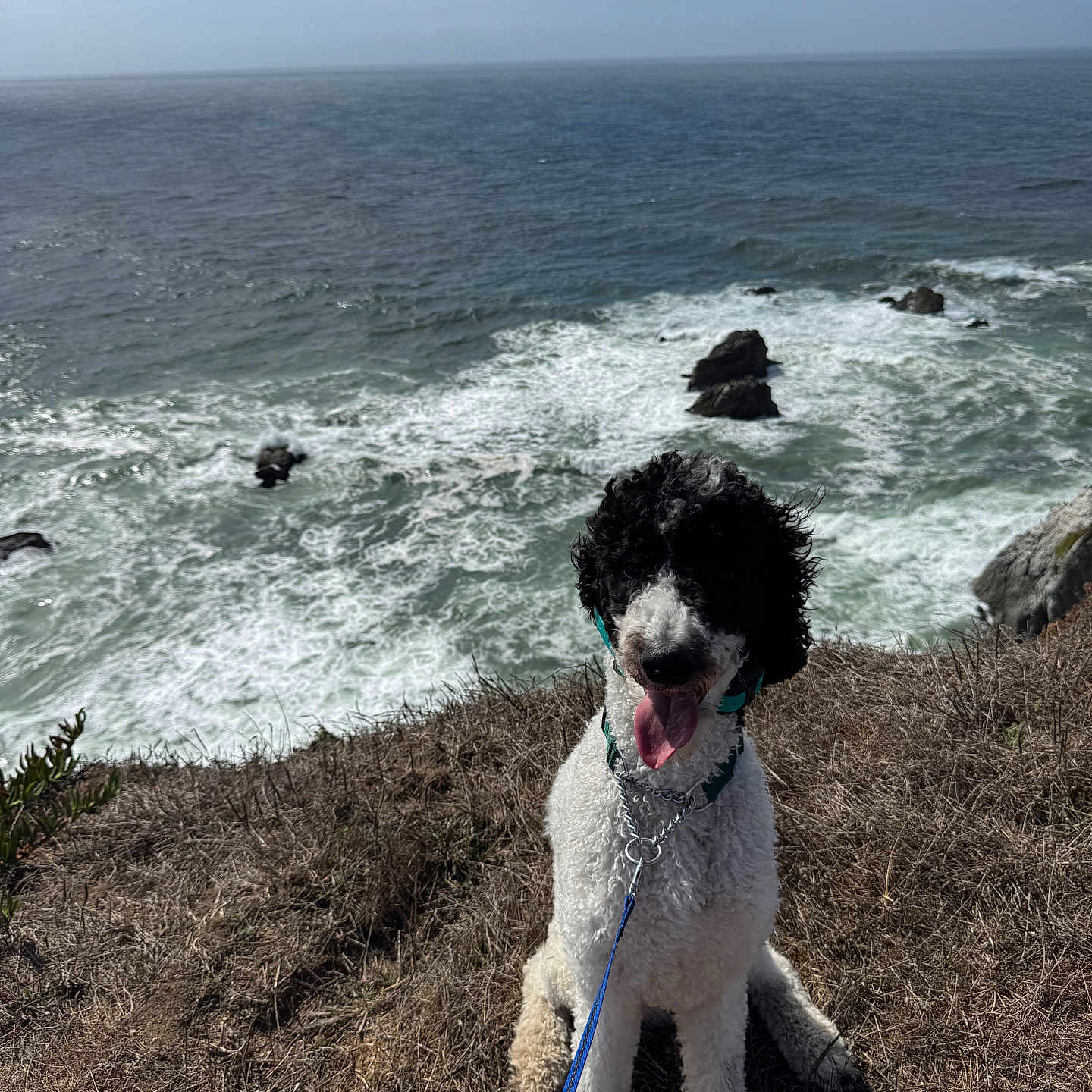 Leo is registered to the contest to win money with this photo: adventure, black_and_white, canine, cliff, curly_hair, dog, grass, happy, leash, nature, ocean, outdoor, pet, rocks, seaside, sky, sunlight, tongue_out, water, waves