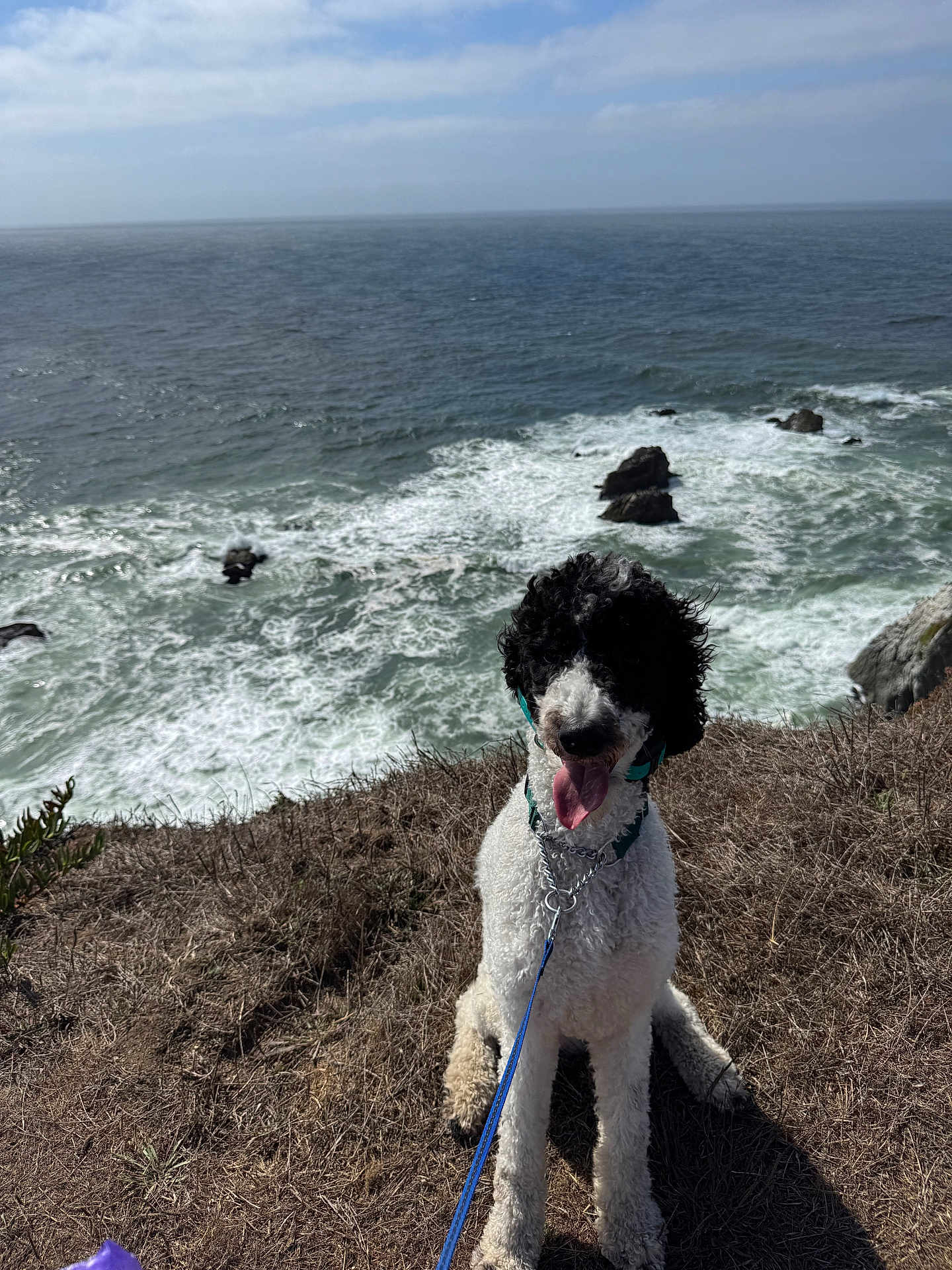 Leo is registered to the contest to win money with this photo: dog, curly_hair, black_and_white, leash, grass, cliff, ocean, waves, rocks, sky, outdoor, pet, canine, tongue_out, sunlight, nature, seaside, water, happy, adventure