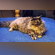 Tilly is registered to the contest to win money with this photo: cat, tortoiseshell, fluffy, pet, animal, indoor, blue_blanket, relaxed, lying_down, fur, whiskers, ears, paw, bedroom, lamp, furniture, cute, domestic_cat, resting, portrait