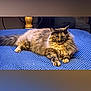 cat, tortoiseshell, fluffy, pet, animal, indoor, blue_blanket, relaxed, lying_down, fur, whiskers, ears, paw, bedroom, lamp, furniture, cute, domestic_cat, resting, portrait