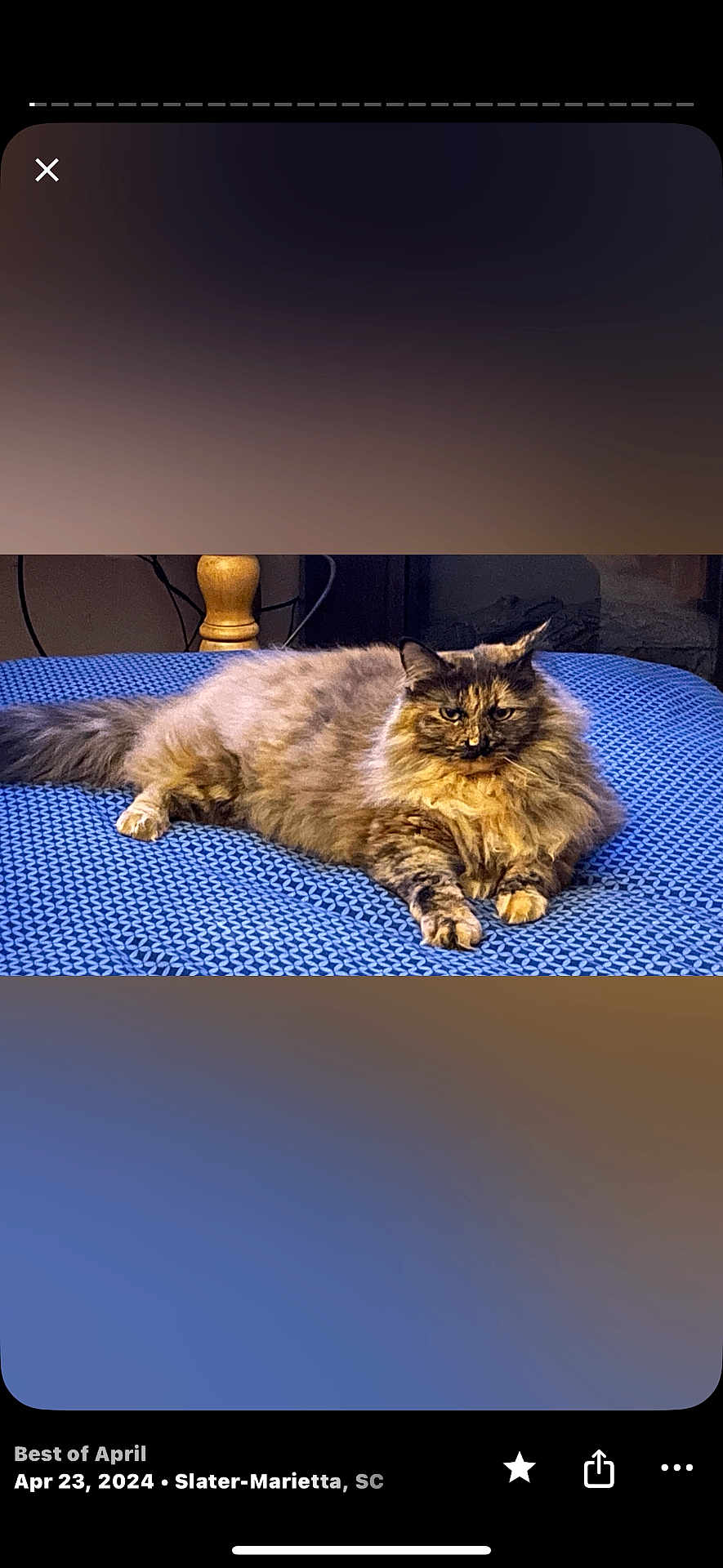 Tilly is registered to the contest to win money with this photo: cat, tortoiseshell, fluffy, pet, animal, indoor, blue_blanket, relaxed, lying_down, fur, whiskers, ears, paw, bedroom, lamp, furniture, cute, domestic_cat, resting, portrait