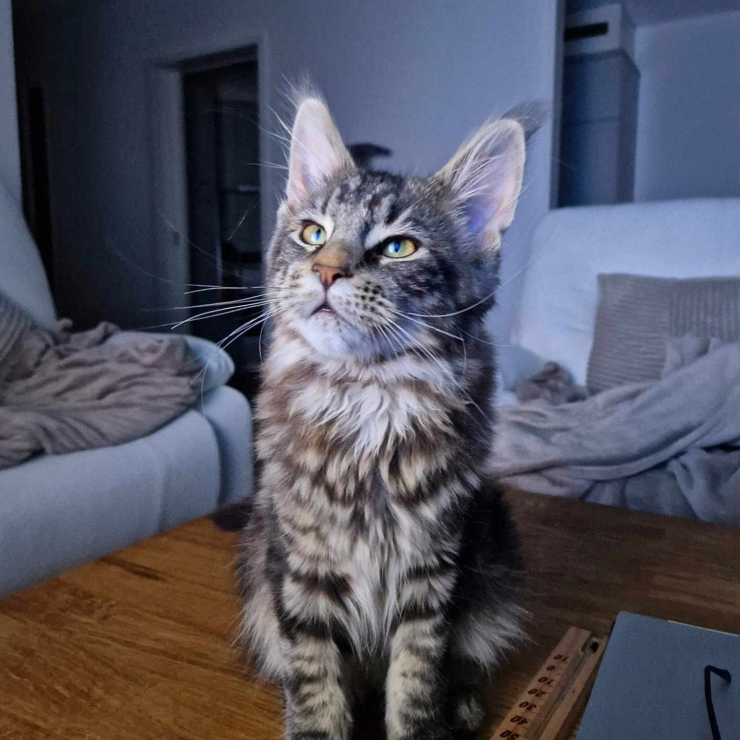 Simba participe au concours pour gagner de l'argent avec cette photo : blanket, cat, couch, cozy, curious, curious_look, domestic_animal, ears, eyes, feline, fur, home, indoor, kitten, pet, sitting, tabby, table, whiskers, wood