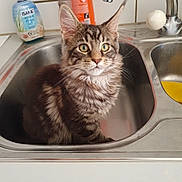 Simba a rejoint le concours — aidez-le/la à gagner de superbes lots ! kitten, cat, tabby, sink, kitchen, ears, fur, pet, domestic, curious, animal, whiskers, eyes, faucet, countertop, cleaning_supplies, indoor, young, cute, portrait
