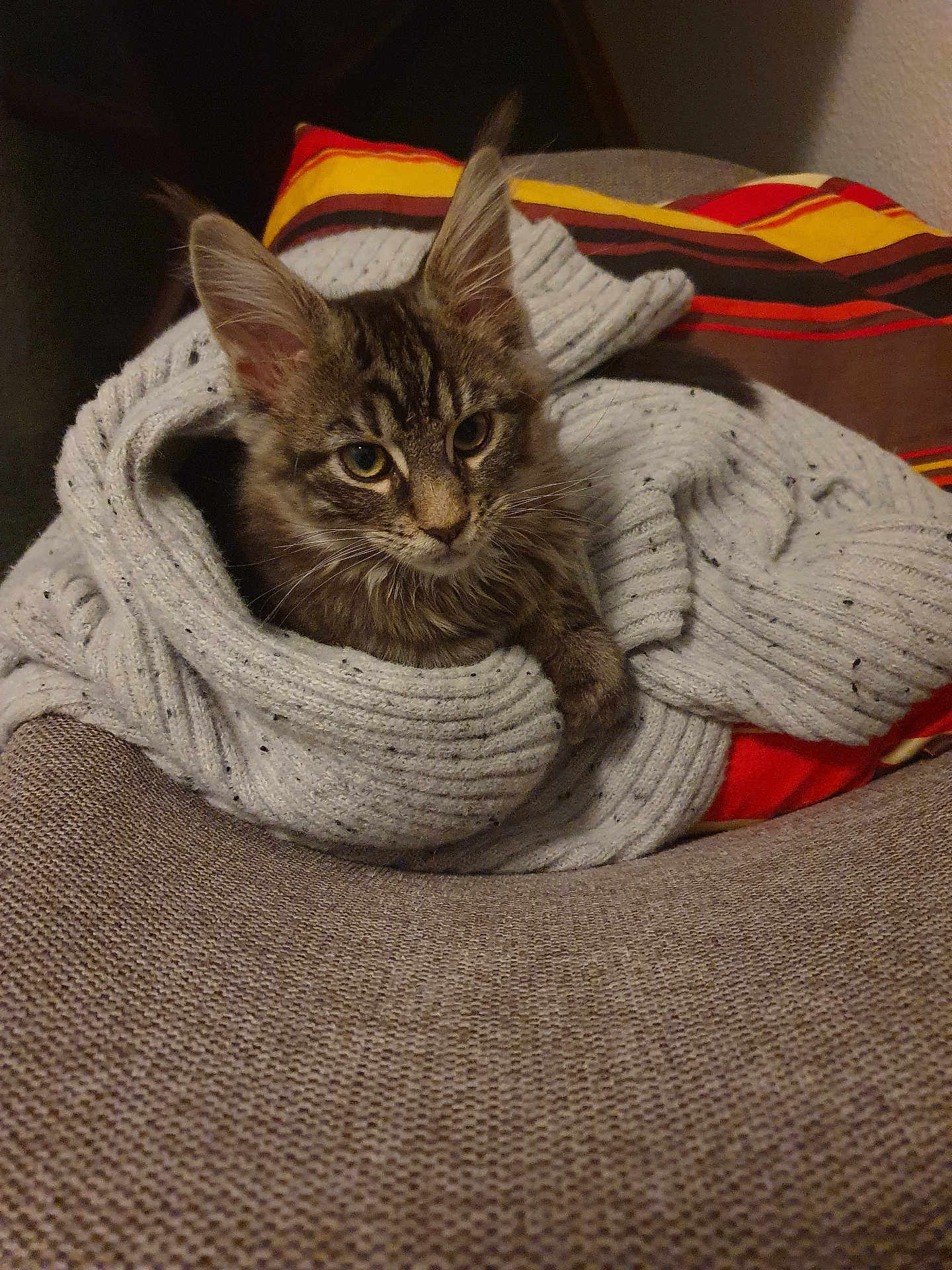 Simba participe au concours pour gagner de l'argent avec cette photo : kitten, cat, tabby, ears, eyes, sweater, knit, cozy, couch, pillow, striped, brown, gray, indoor, pet, resting, cute, furry, animal, curious