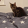 kitten, cat, tabby, bed, blanket, stars, indoor, pet, feline, cute, fur, animal, resting, young, cozy, window, wall, soft, comfort, domestic