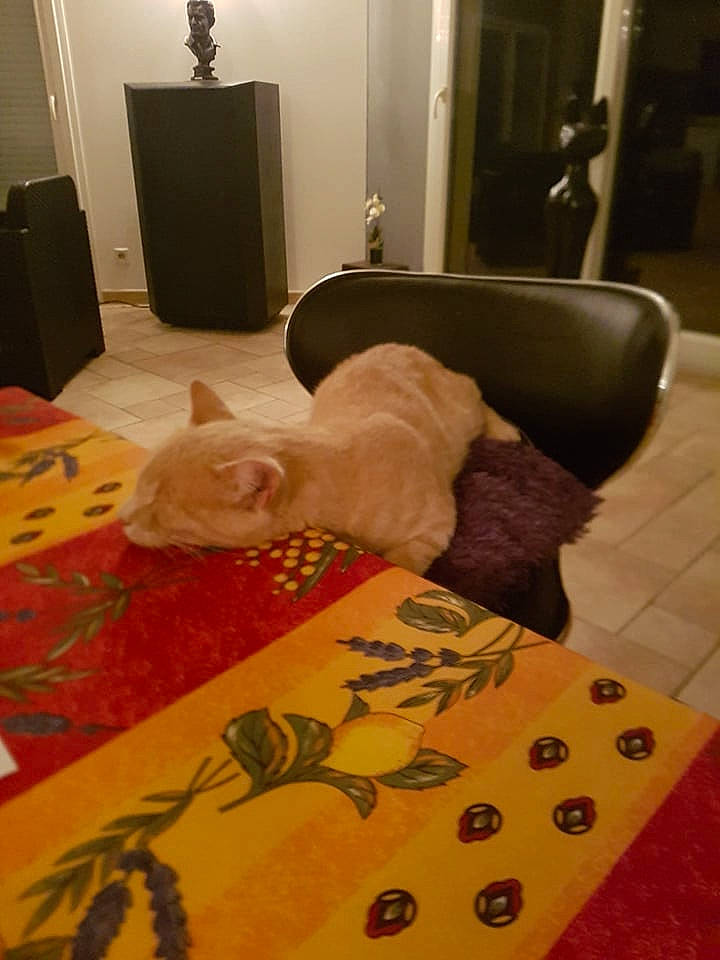 Maverick a rejoint le concours — aidez-le/la à gagner de superbes lots ! bed, bed_sheet, bedding, bedroom, cabinetry, carpet, chest_of_drawers, comfort, couch, felidae, floor, flooring, hardwood, house, interior_design, linens, room, small_to_medium_sized_cats, textile, wood