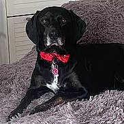 Carly a rejoint le concours — aidez-le/la à gagner de superbes lots ! animal, black_dog, bow_tie, canine, collar, companion, cute, dog, domestic_animal, fluffy_blanket, furniture, household, indoor, lying_down, pet, portrait, purple_blanket, relaxed, resting, tag