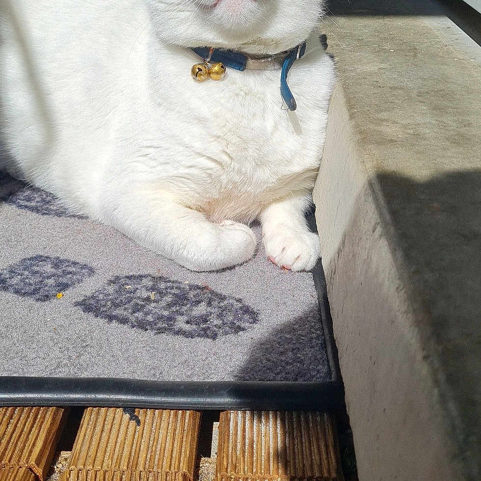 Kiko