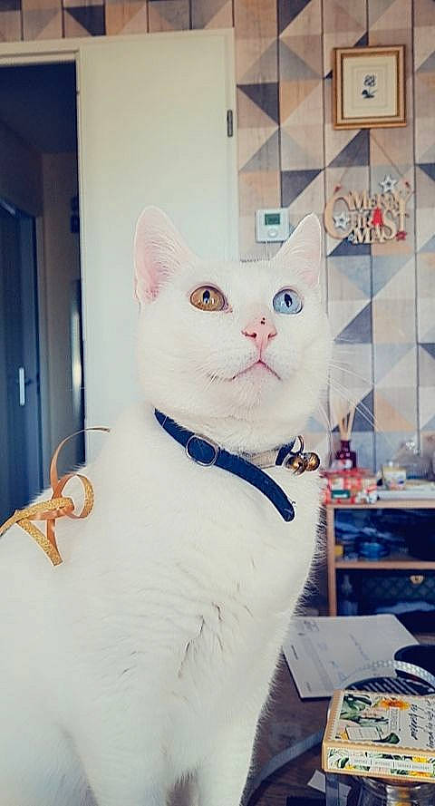 Kiko a rejoint le concours — aidez-le/la à gagner de superbes lots ! carnivore, cat, collar, domestic_short_haired_cat, door, felidae, fixture, fur, pet_supply, small_to_medium_sized_cats, tail, whiskers