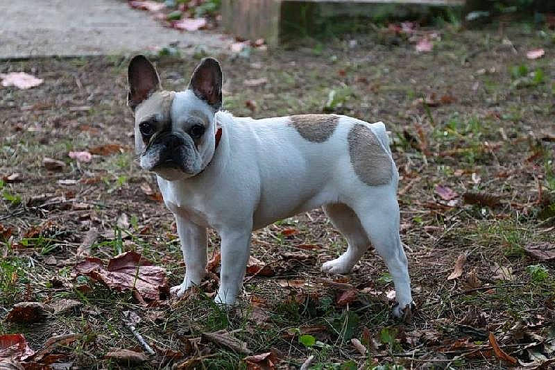 Nana a rejoint le concours — aidez-le/la à gagner de superbes lots ! bulldog, canidae, carmine, carnivore, companion_dog, dog, dog_breed, fawn, grass, non_sporting_group, plant, snout, soil, sporting_group, tail, terrestrial_animal, toy_dog, whiskers, working_animal