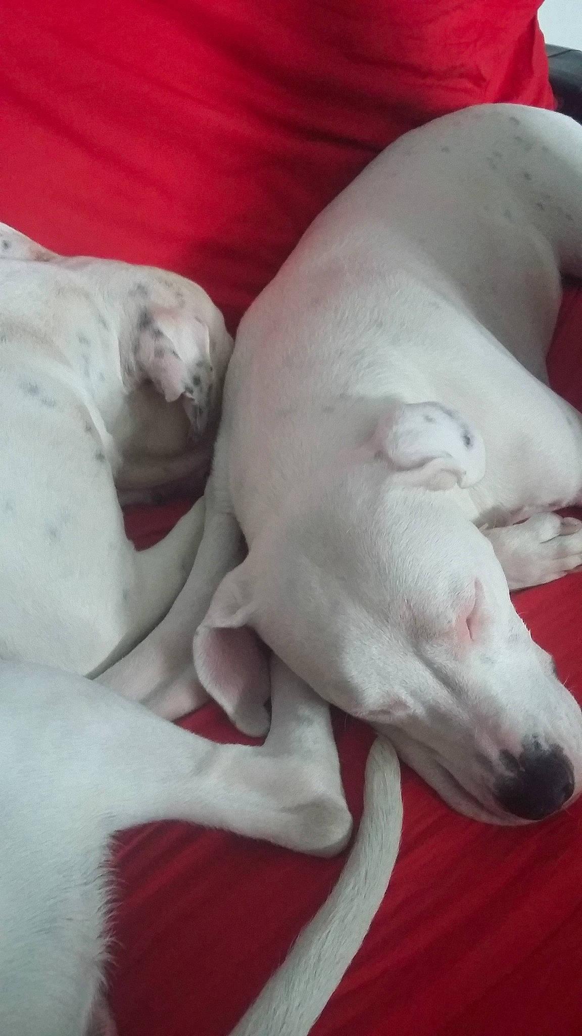 Olan Priska a rejoint le concours — aidez-le/la à gagner de superbes lots ! american_bulldog, bull_terrier, bull_terrier_miniature, bully_kutta, canidae, carnivore, cordoba_fighting_dog, dog, dog_breed, dogo_argentino, dogo_guatemalteco, mammal, non_sporting_group, nose, pit_bull, pointer, rajapalayam, snout, tail, vertebrate