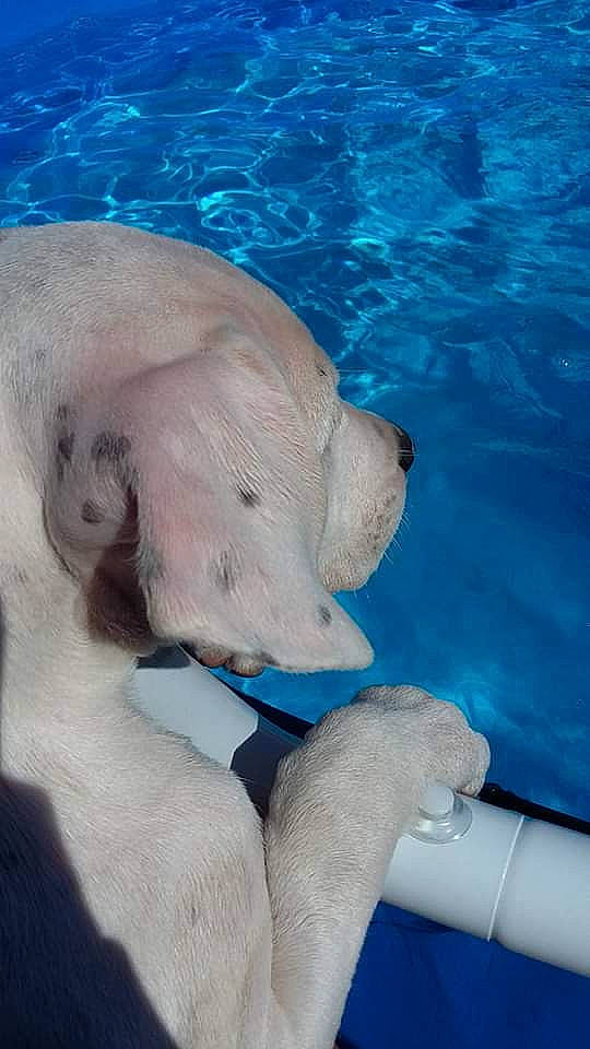 Olan Priska a rejoint le concours — aidez-le/la à gagner de superbes lots ! canidae, dog_breed, ear, nose, snout, sporting_group, water
