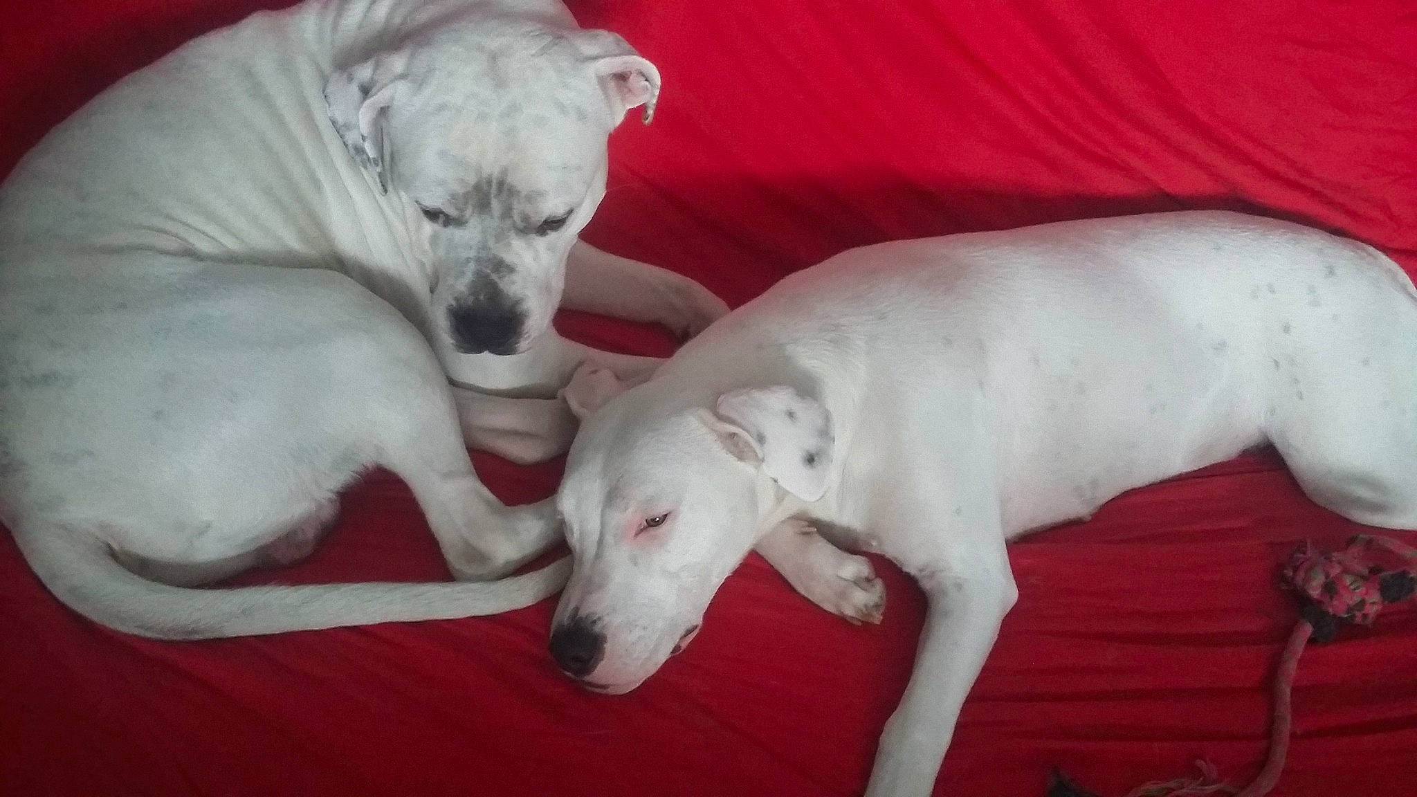 Olan Priska participe au concours pour gagner de l'argent avec cette photo : bully_kutta, canidae, carnivore, cordoba_fighting_dog, dog, dog_breed, dogo_argentino, dogo_guatemalteco, guard_dog, gull_terr, mammal, non_sporting_group, rajapalayam, rare_breed_dog, snout, sporting_group, tail, vertebrate