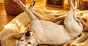 Mes Dogue Argentin participe au concours pour gagner de l'argent avec cette photo : basket, belly, blanket, cozy, cute, dog, face, home, indoor, lying_down, paws, pet, plant, portrait, relaxed, rug, sunlight, upside_down, warm_lighting, white_dog