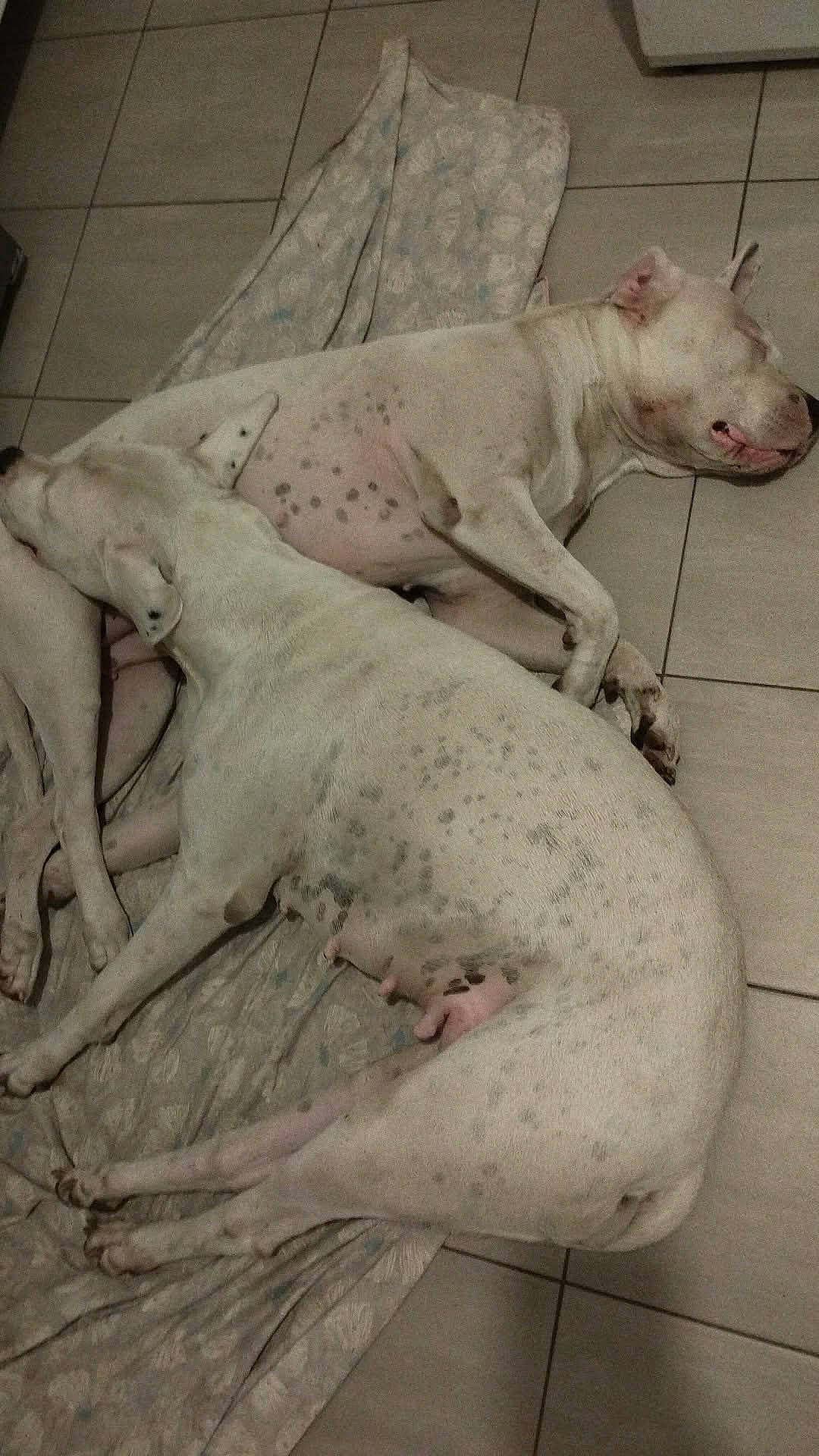 Mes Dogue Argentin