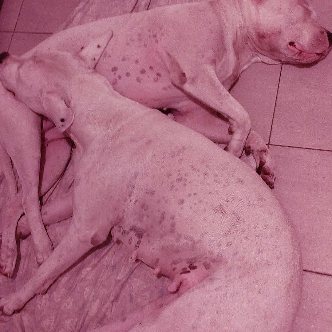 Mes Dogue Argentin