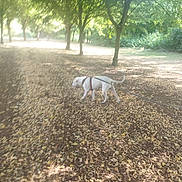 Mes Dogue Argentin participe au concours pour gagner de l'argent avec cette photo : animal, daytime, dog, fallen_leaves, forest, greenery, ground, leash, motion_blur, nature, outdoors, park, path, pet, red_harness, shade, sunlight, trees, walking, white_dog