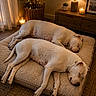 Mes Dogue Argentin participe au concours pour gagner de l'argent avec cette photo : animal_photography, blanket, candles, carpet, cozy, dog_bed, dogs, furniture, home_decor, indoor, lamp, living_room, pets, plant, portrait, relaxed, resting, sleeping, warm_lighting, white_dogs