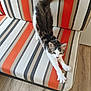 Zéphyr participe au concours pour gagner de l'argent avec cette photo : animal, beige_stripes, cat, cute, feline, furniture, gray_stripes, home, indoor, orange_stripes, paw, pet, relaxed, stretching, striped_cushion, striped_fabric, tabby, tail, white_fur, wooden_floor