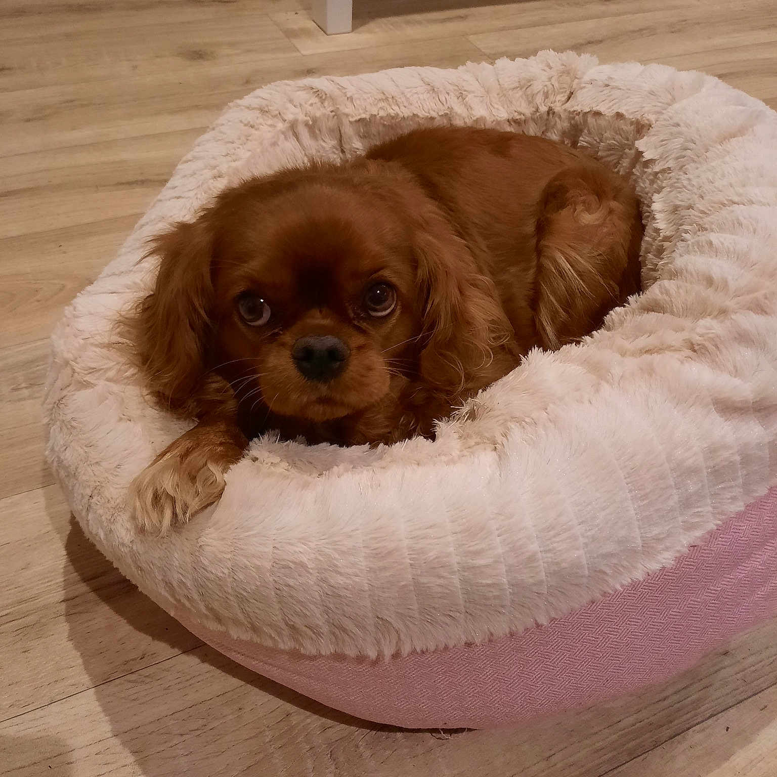La Miss Lana