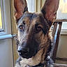 alert, black_fur, brown_fur, canine, close_up, collar, dog, dog_tags, german_shepherd, home, indoors, large_ears, pet, pointed_ears, portrait, sitting, sunlight, tan_fur, window, wooden_chair