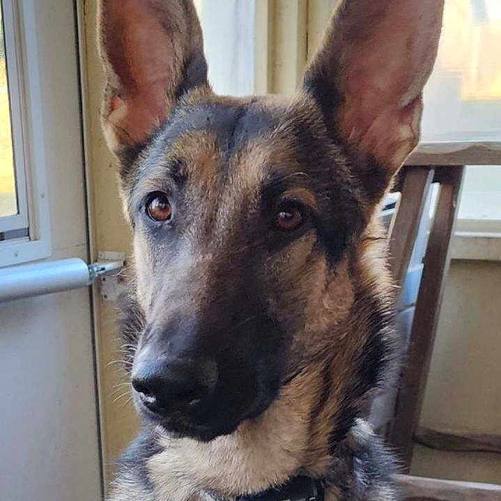 Ellie is registered to the contest to win money with this photo: alert, black_fur, brown_fur, canine, close_up, collar, dog, dog_tags, german_shepherd, home, indoors, large_ears, pet, pointed_ears, portrait, sitting, sunlight, tan_fur, window, wooden_chair