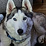 attentive, blue_eyes, canine, closeup, collar, companion, couch, dog, domestic, ears, fur, hardwood_floor, husky, id_tag, indoor, nose, paw, pet, portrait, sitting