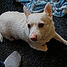animal, blanket, carpet, closeup, companion, cute, dog, domestic_animal, ears_up, floor, foot, fur, indoor, laying_down, looking_away, pet, resting, small_dog, sock, white_dog