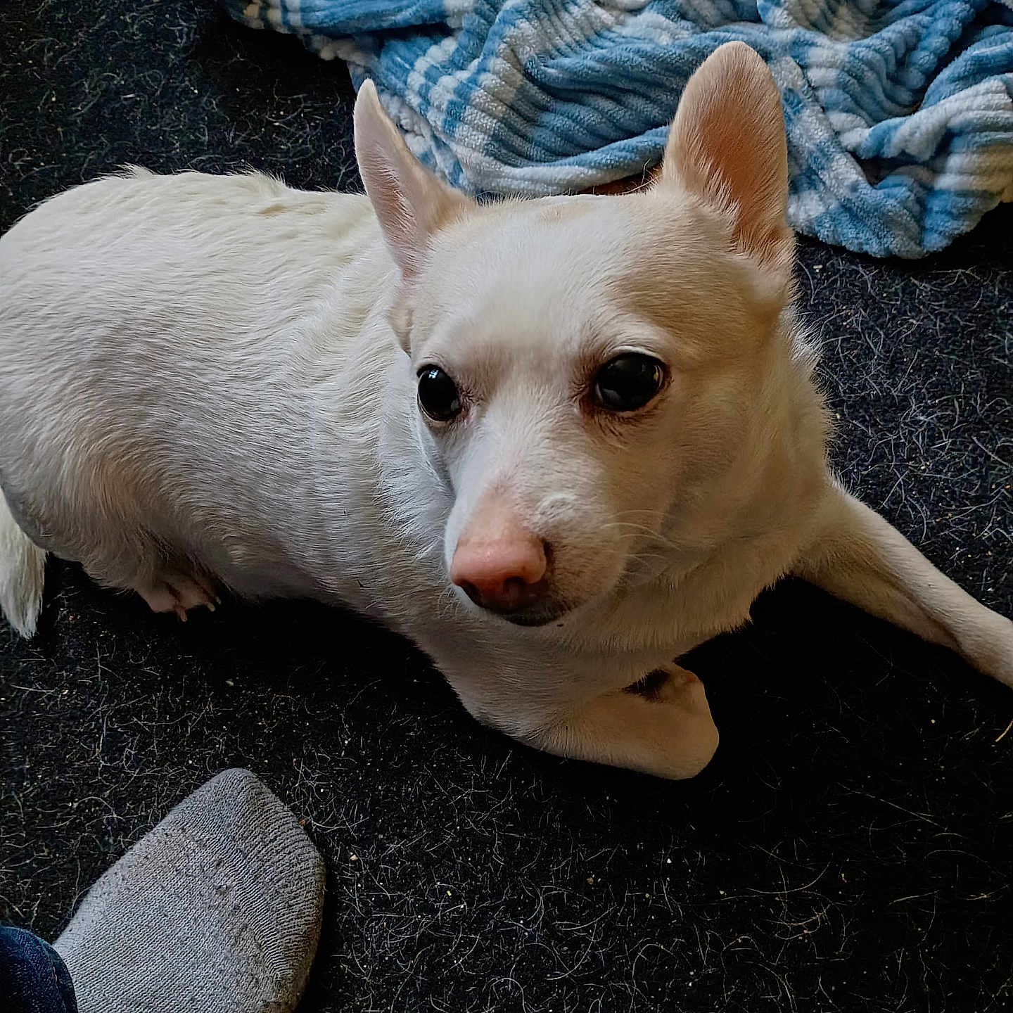 Sissybug is registered to the contest to win money with this photo: dog, white_dog, small_dog, pet, carpet, sock, foot, blanket, indoor, fur, animal, cute, laying_down, ears_up, looking_away, floor, domestic_animal, companion, closeup, resting