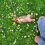Pimprenelle participe au concours pour gagner de l'argent avec cette photo : puppy, dog, grass, flowers, daisies, leash, greenery, person, hand, shorts, nature, cute, pet, outdoor, playful, relaxed, spring, summer, field, animal