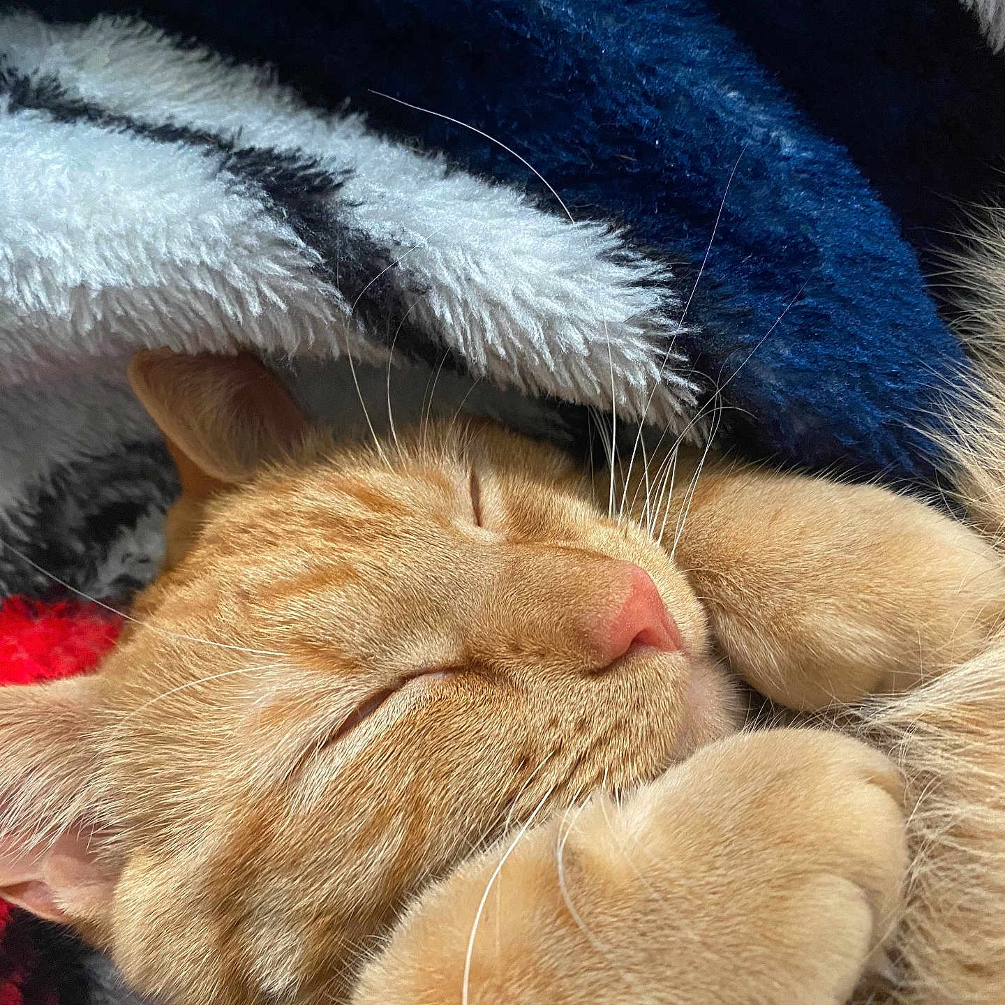 Gizmo joined the competition — help win amazing prizes! abyssinian, animal, blanket, bodypart, canine, cat, clothing, couch, dog, fur, furniture, homedecor, kitten, manx, mouth, person, pet, quilt, sleeping, towel