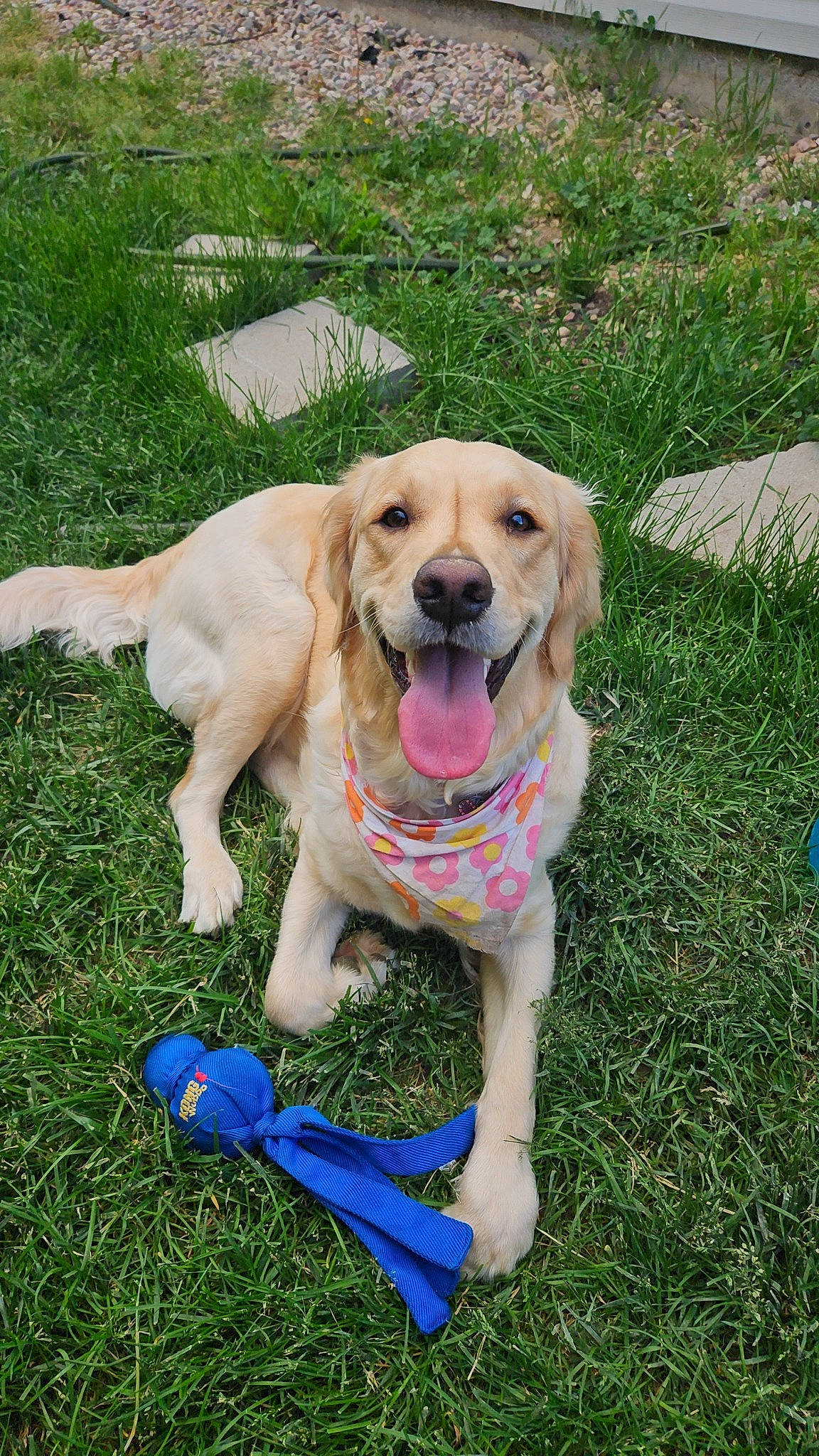 Bella Mae joined the competition — help win amazing prizes! canidae, carnivore, collar, companion_dog, dog, dog_breed, dog_collar, fawn, grass, gun_dog, hunting_dog, lawn, leash, plant, retriever, sporting_group, tail, working_animal, working_dog, yard