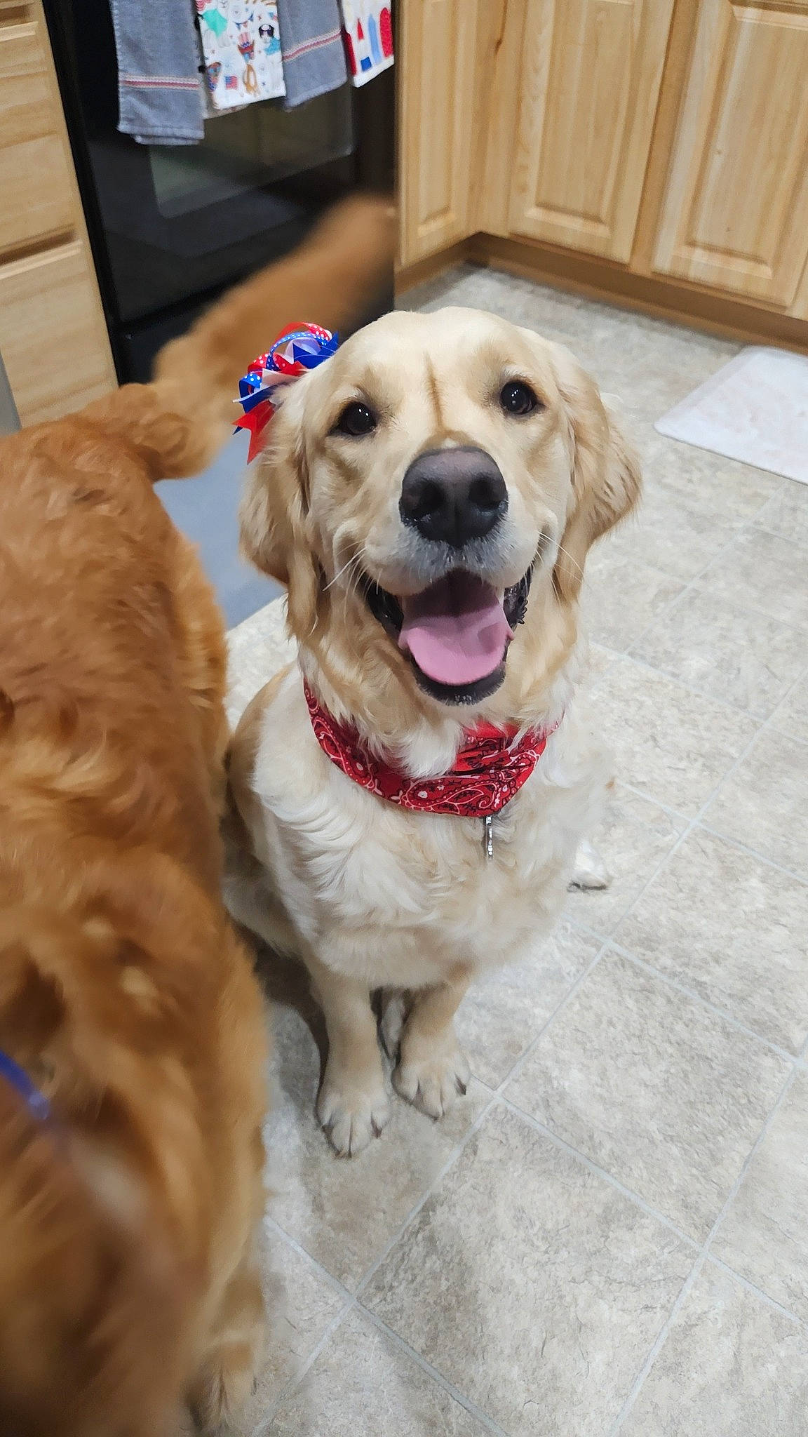 Bella Mae joined the competition — help win amazing prizes! canidae, carnivore, collar, companion_dog, dog, dog_breed, dog_collar, dog_supply, fawn, flooring, fur, gun_dog, hardwood, leash, pet_supply, retriever, snout, sporting_group, wood, working_animal