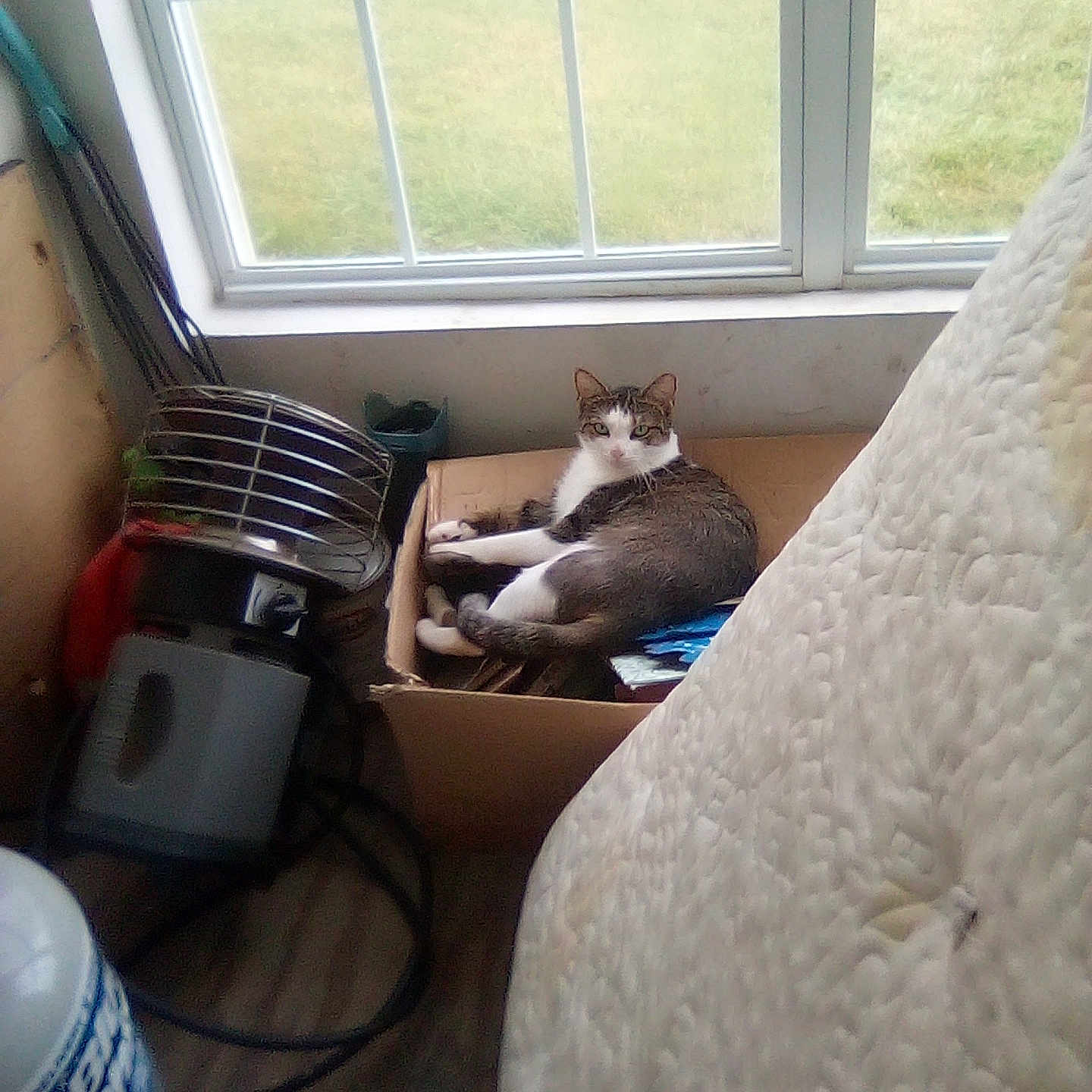 Butters is registered to the contest to win money with this photo: abyssinian, animal, appliance, bed, bedroom, box, cat, computer, couch, cup, device, electricaldevice, electronics, furniture, indoors, kitten, pet, room, window, windowsill