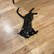 Zeppelin joined the competition — help win amazing prizes! black_cat, cat, pet, indoor, flooring, wood_floor, collar, tag, looking_up, animal, feline, whiskers, ears, tail, four_legs, domestic_cat, curious, resting, fur, playful