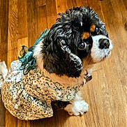 Piper is registered to the contest to win money with this photo: dog, pet, clothing, dress, floral, floor, wooden_floor, black_fur, white_fur, tan_fur, cute, looking_up, indoors, small_dog, fur, ears, eyes, animal, sitting, adorable