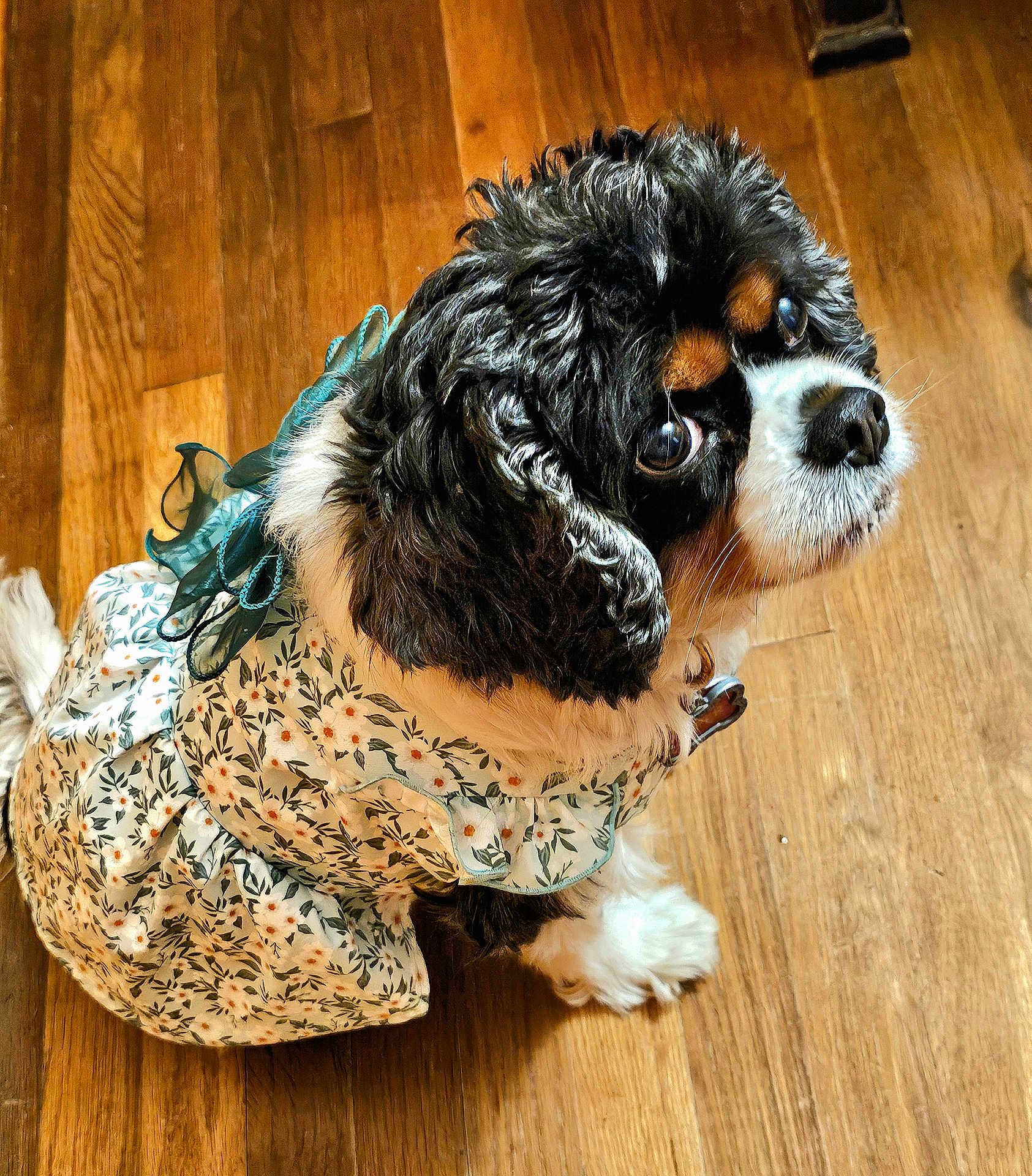 Piper is registered to the contest to win money with this photo: dog, pet, clothing, dress, floral, floor, wooden_floor, black_fur, white_fur, tan_fur, cute, looking_up, indoors, small_dog, fur, ears, eyes, animal, sitting, adorable