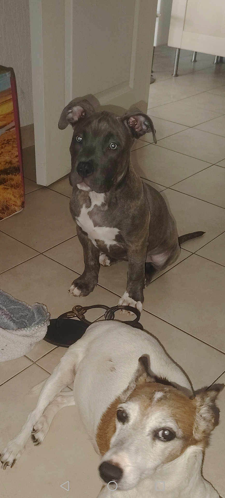 Kiara participe au concours pour gagner de l'argent avec cette photo : dog, puppy, indoor, tile_floor, brown_and_white_dog, brindle_puppy, pet, animal, floor, slippers, door, rug, household, curious, relaxed, ears, tail, nose, paw, companion