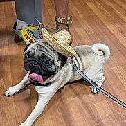 Empire is registered to the contest to win money with this photo: animal, canine, cute, dog, floor, hat, indoor, leash, legs, person, pet, playful, pug, shelves, shoes, sombrero, store, tongue_out, watch, wooden_floor